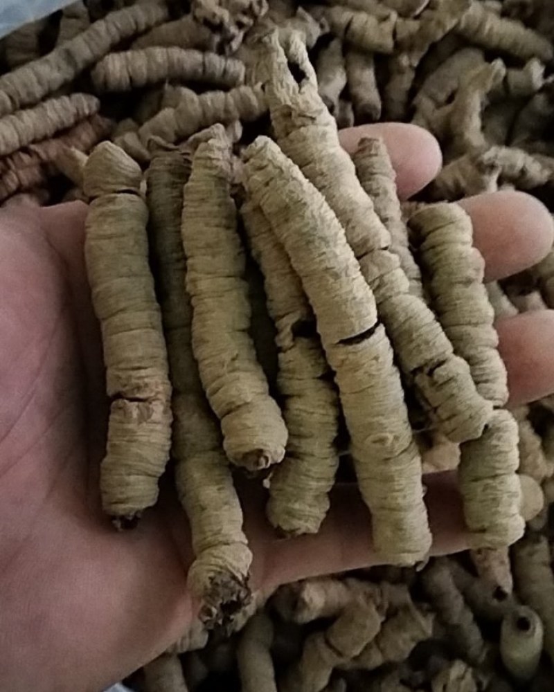 足干抽心巴戟天肉抽心巴戟天