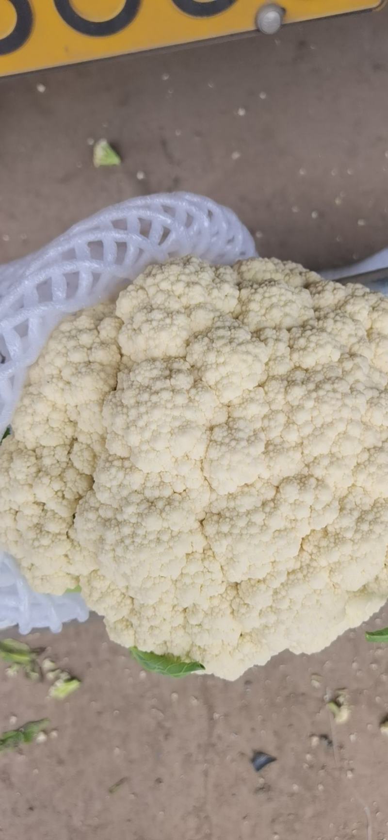 甘肃兰州有机菜花，小米粒