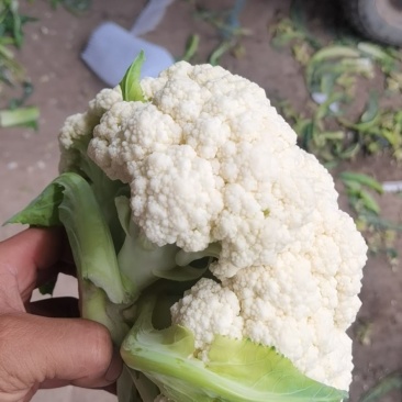 甘肃兰州有机菜花，小米粒