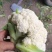 甘肃兰州有机菜花，小米粒