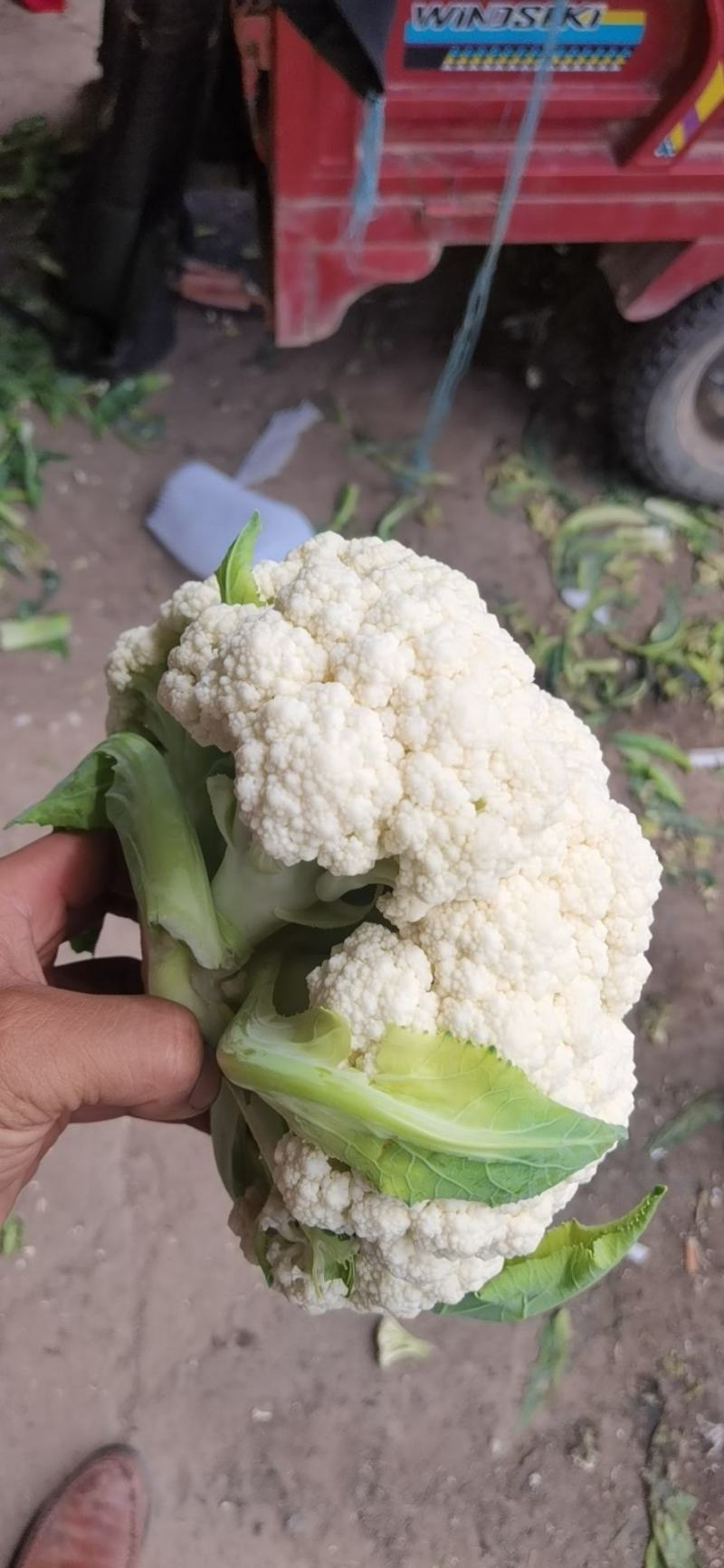 甘肃兰州有机菜花，小米粒