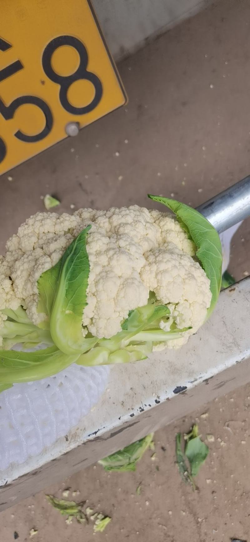 甘肃兰州有机菜花，小米粒
