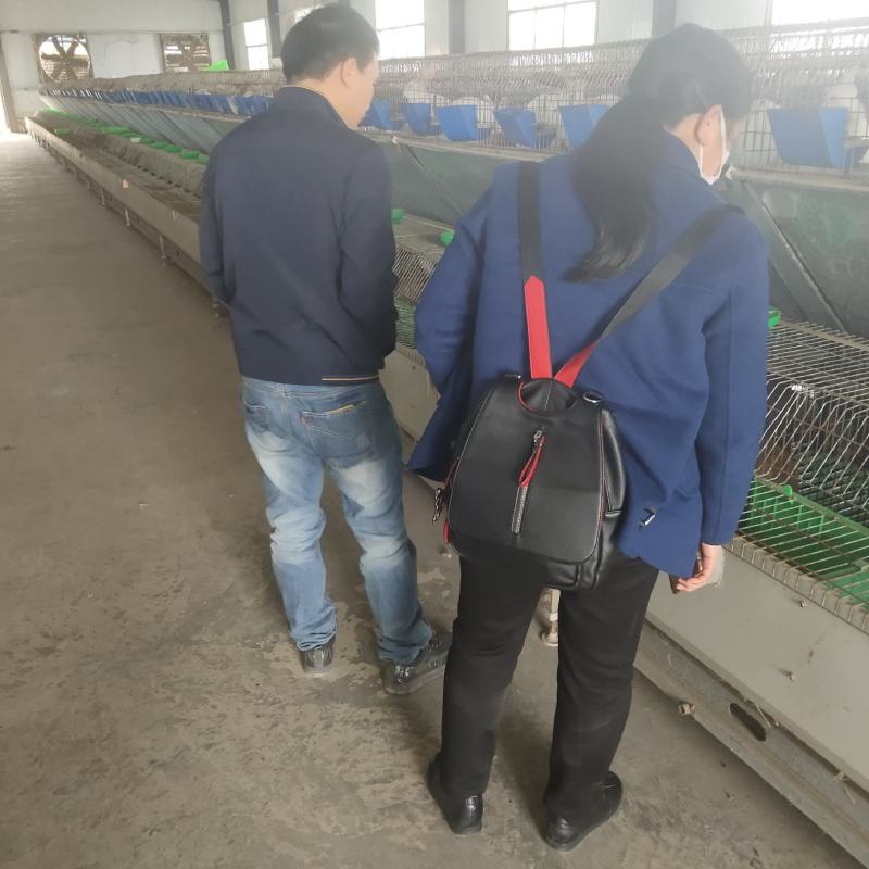 肉兔养殖比利时肉兔放养方便省事免费技术指导跟踪服务