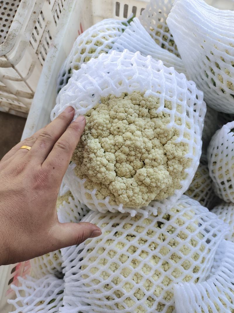 河南开封通许松花菜青梗白面，小米粒支持商超电商，社区团购