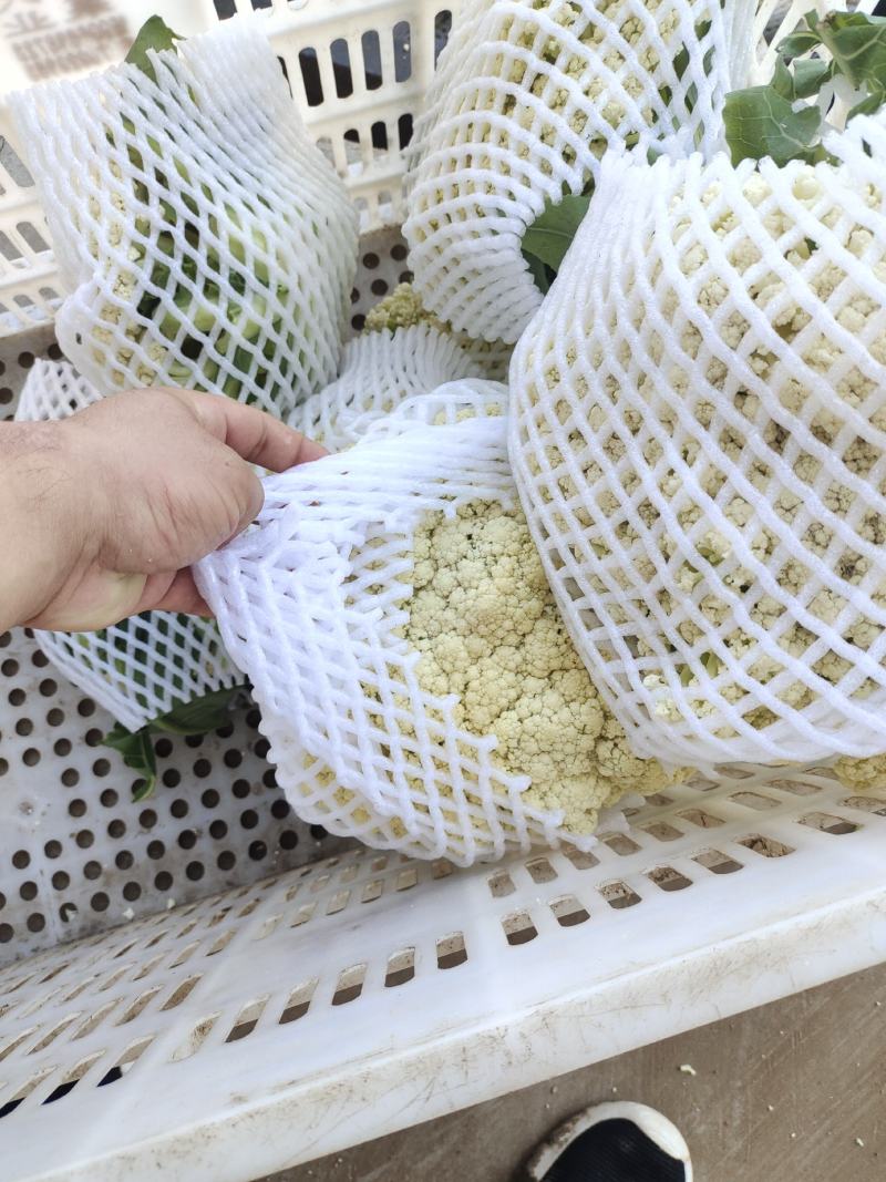 河南开封通许松花菜青梗白面，小米粒支持商超电商，社区团购
