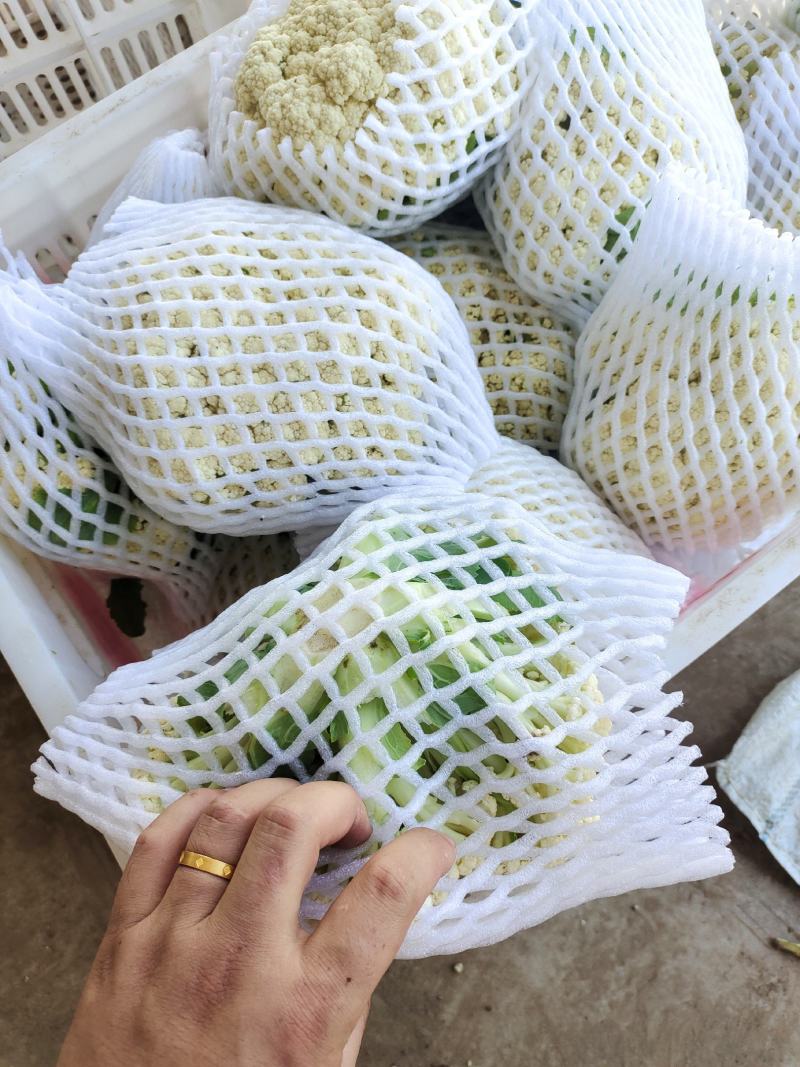 河南开封通许松花菜青梗白面，小米粒支持商超电商，社区团购