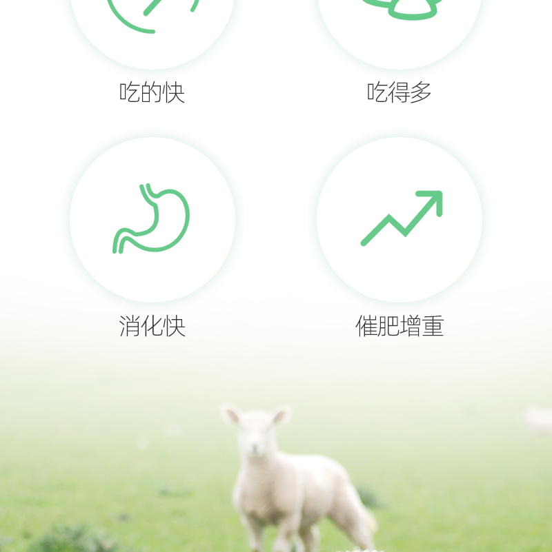 羊预混料促进反刍，健胃养胃，增强肠胃蠕动能力，催肥促长