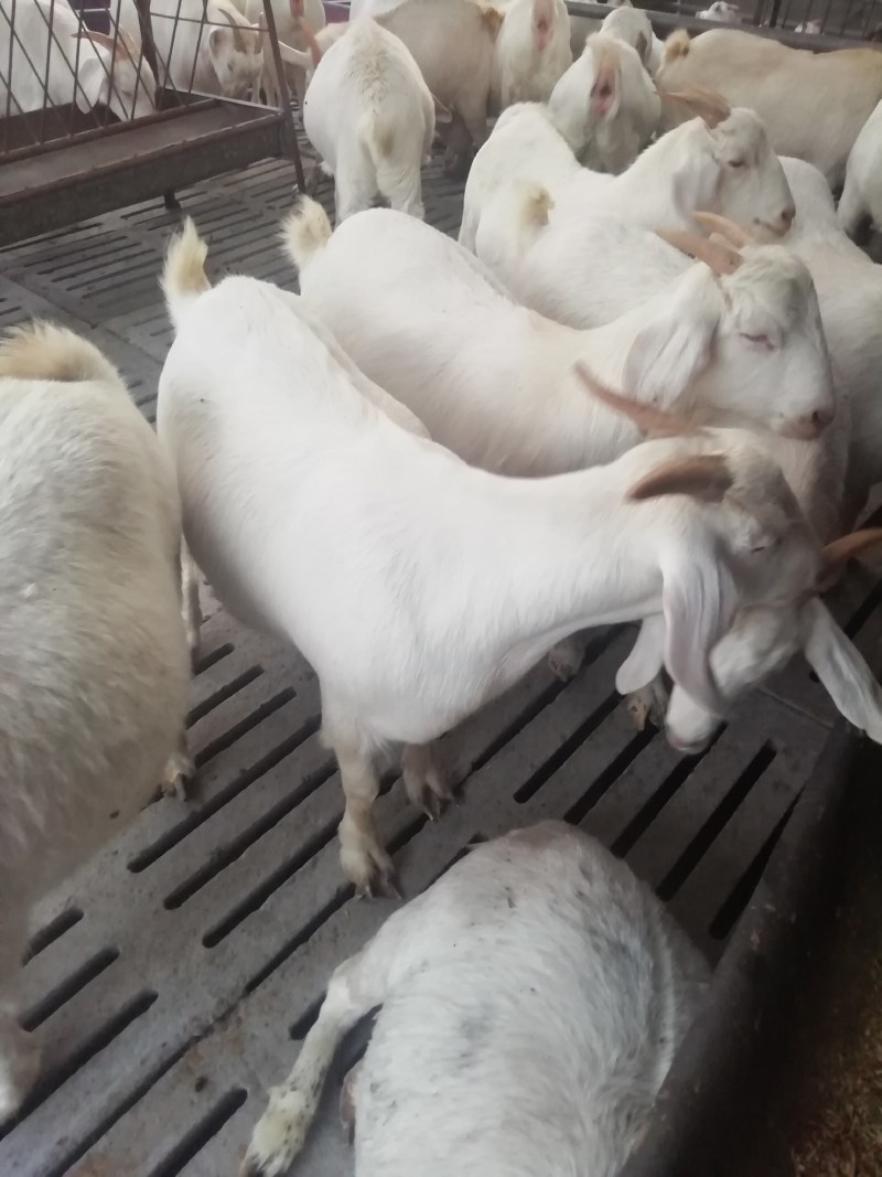 波尔山羊种羊，纯种波尔山羊，怀孕羊，羊羔，免费送货