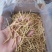 新黄花菜，一级菜，粗白直条菜，产地直销，欢迎合作代理
