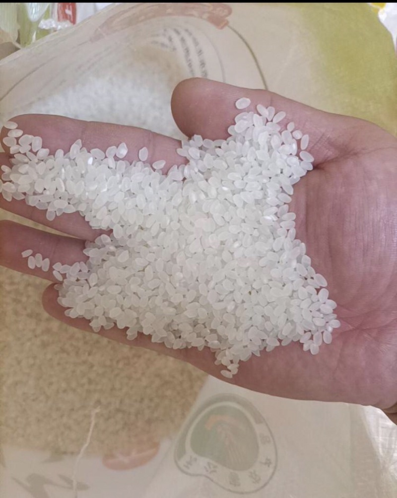 珍珠米