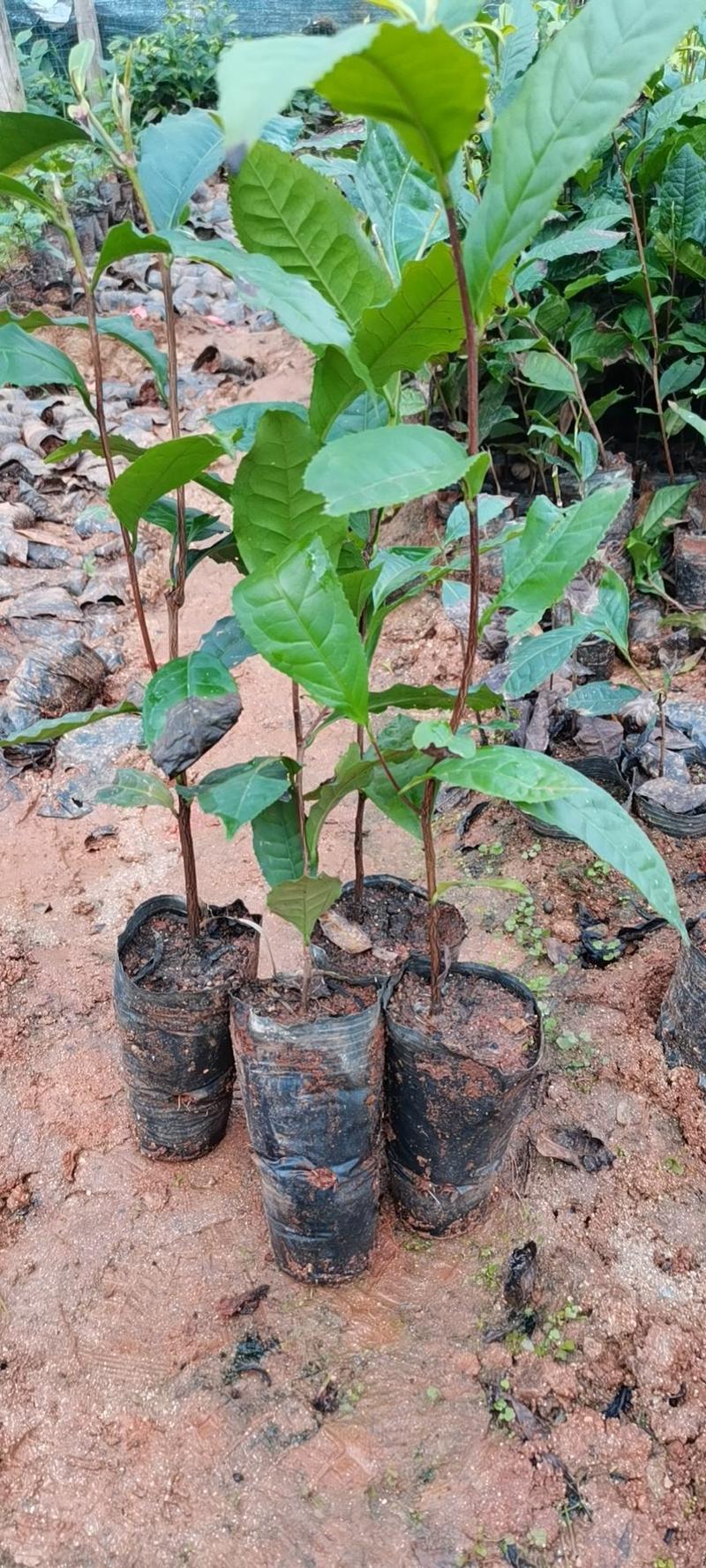 冰岛古树茶子育袋装茶苗正宗冰岛茶种出售！