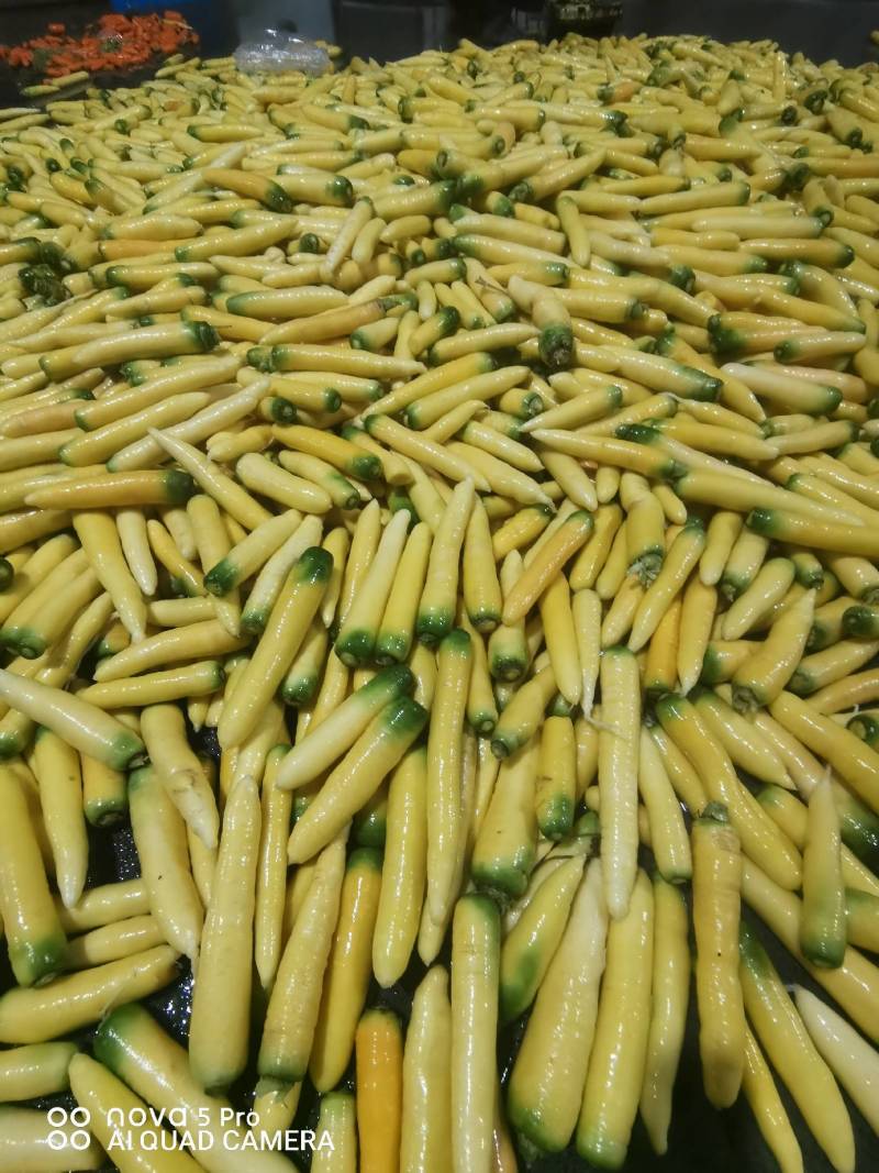 精品齐头黄胡萝卜，150克以上，大量接单，欢迎来电咨询