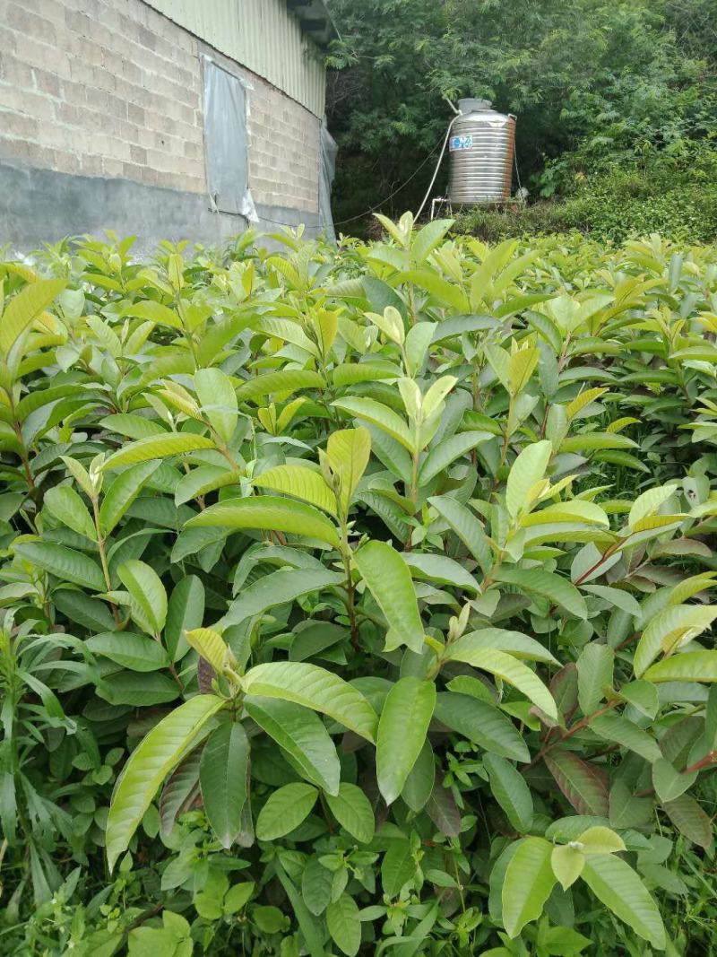广西番石榴果树苗正宗嫁接当年挂果苗盆栽地栽苗