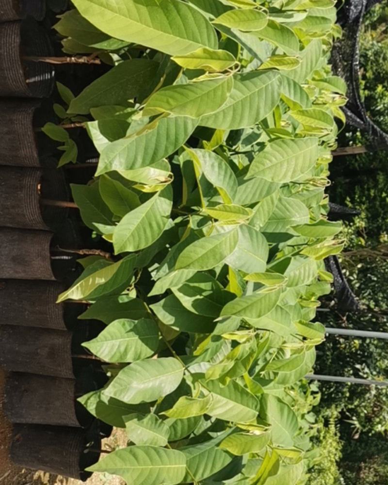 释迦苗大杯苗35～50