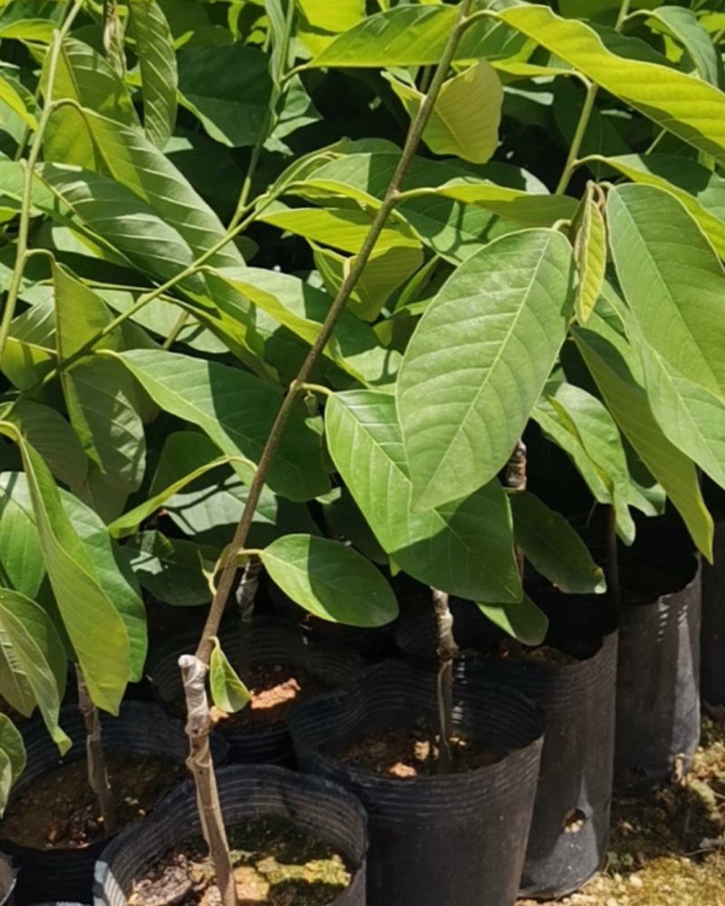释迦苗大杯苗35～50