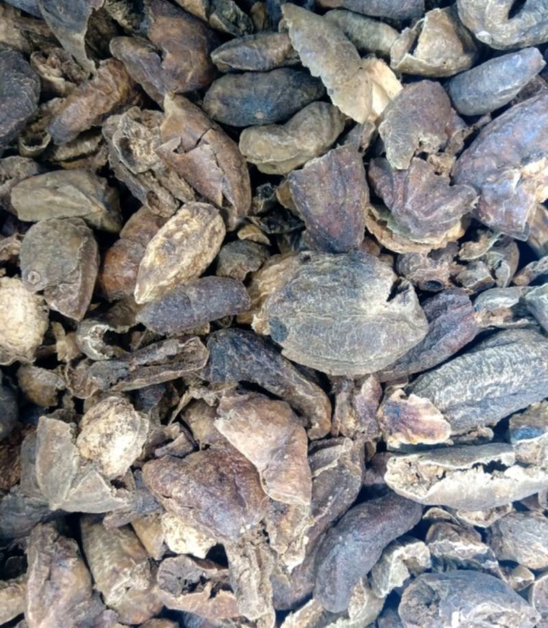 柯子肉统装500g产地山东振兴药材购销站量大从
