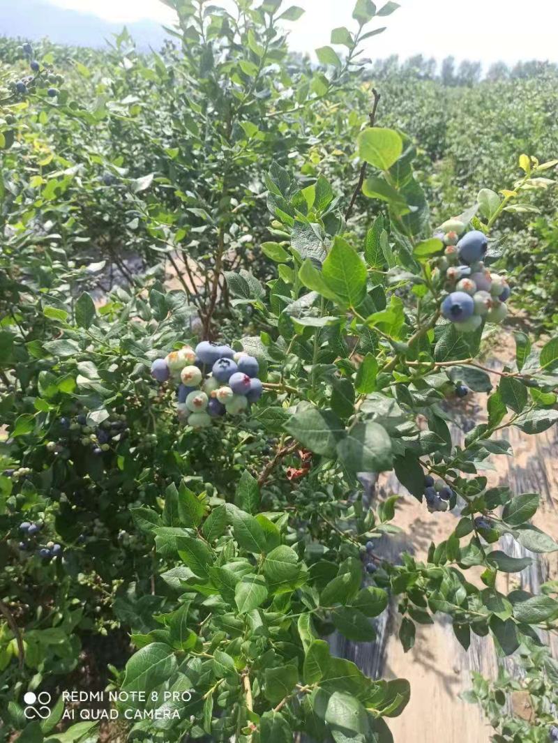 风城市草河种植户，蓝莓，北陆，蓝丰，瑞卡，杜克等