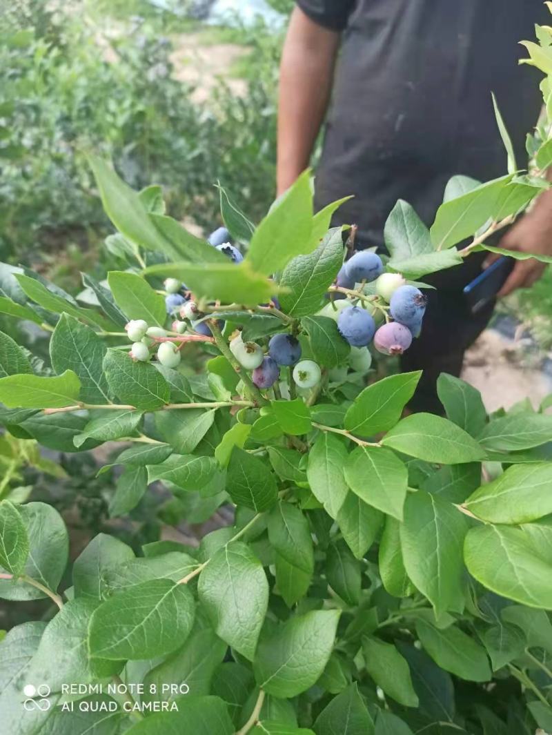 风城市草河种植户，蓝莓，北陆，蓝丰，瑞卡，杜克等