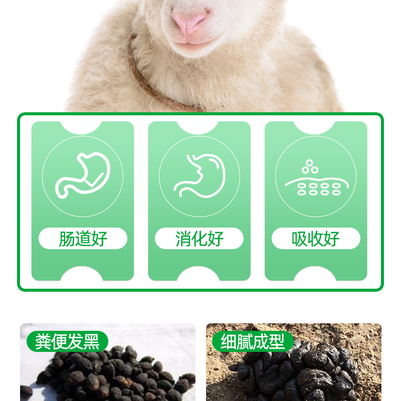 牛促进反刍增强胃动力，健胃养胃，调理肠道，促进消化吸收