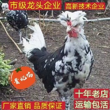 贵妃鸡苗芦花鸡苗鹊山鸡苗厂家直销包运输路损疫苗