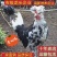 贵妃鸡苗芦花鸡苗鹊山鸡苗厂家直销包运输路损疫苗