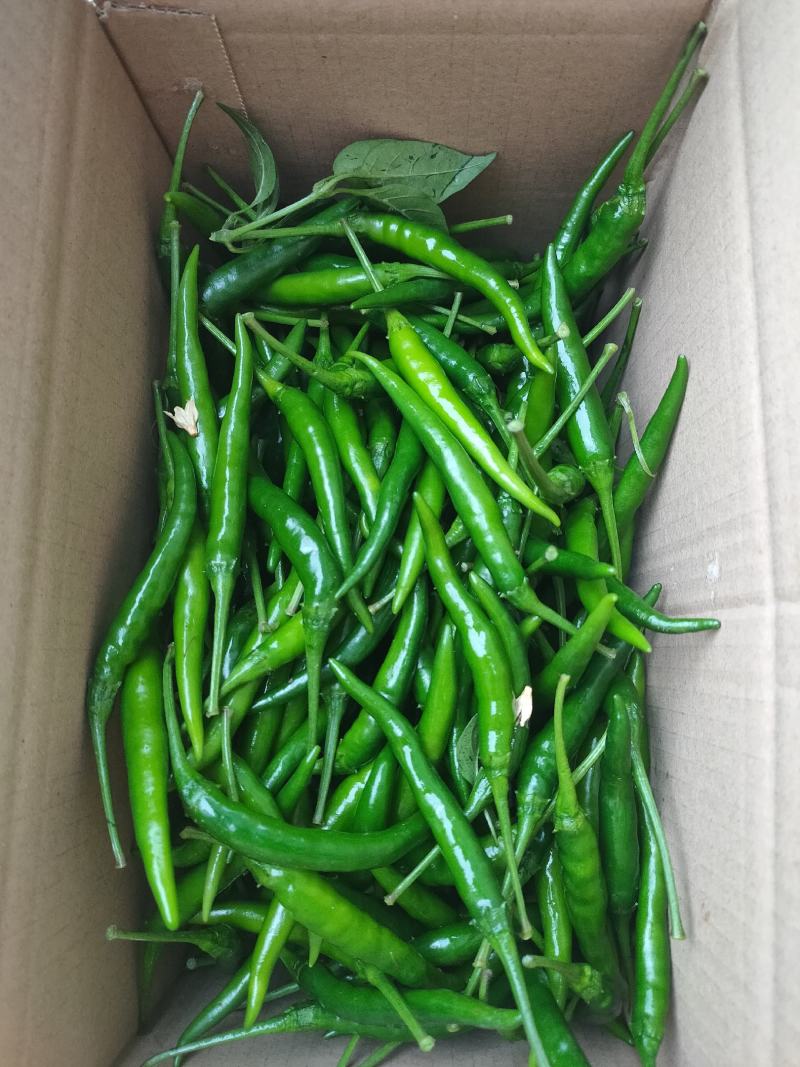 艳红(鲜辣椒)