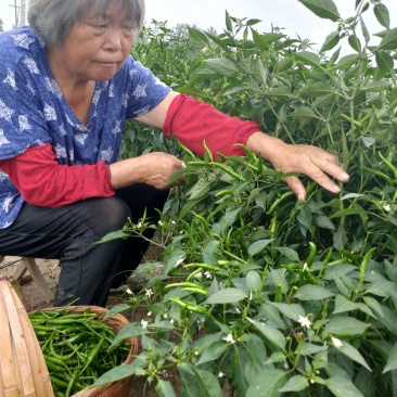艳红(鲜辣椒)