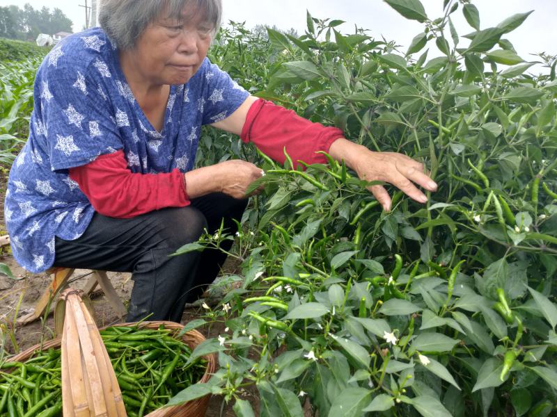 艳红(鲜辣椒)