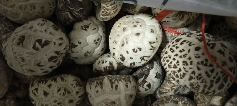 花菇河南基地直供一手货源品质保证对接批发商超市！