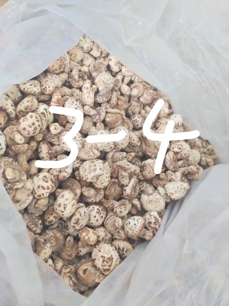 花菇河南基地直供一手货源品质保证对接批发商超市！
