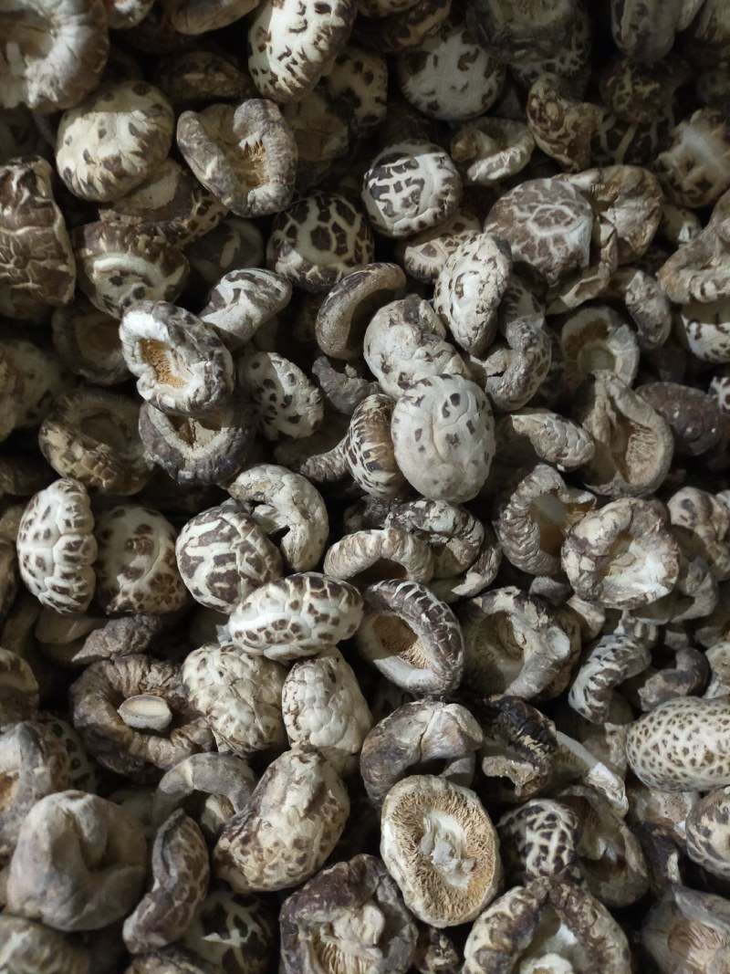 花菇河南基地直供一手货源品质保证对接批发商超市！