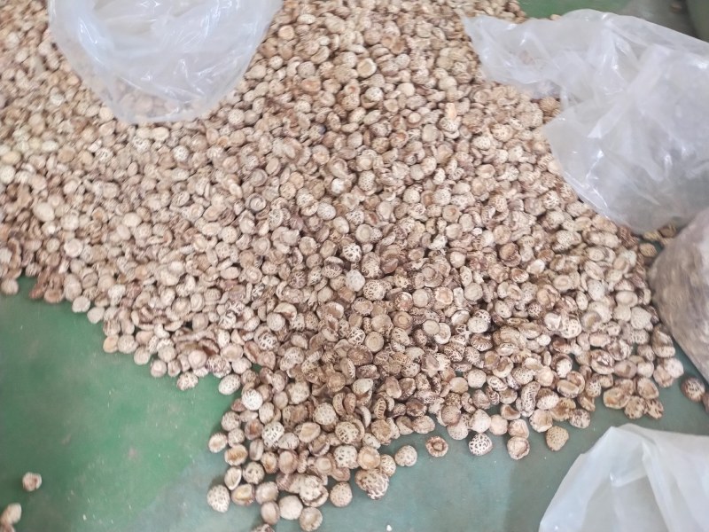花菇河南基地直供一手货源品质保证对接批发商超市！