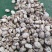 花菇河南基地直供一手货源品质保证对接批发商超市！
