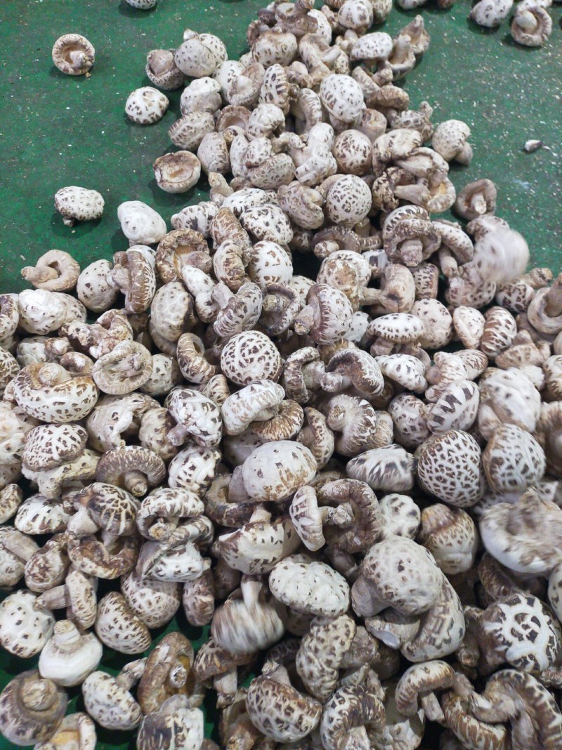 花菇河南基地直供一手货源品质保证对接批发商超市！