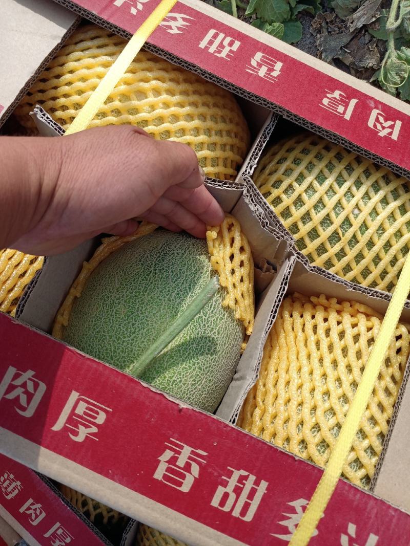 西周密17号，红心脆3斤以上椭圆形，口感好，含糖量高