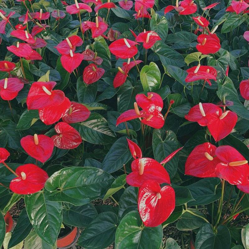 红掌种植基地红掌盆栽花卉产地直发批发价格