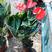 红掌种植基地红掌盆栽花卉产地直发批发价格