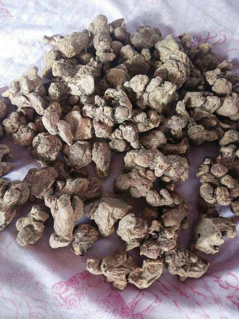 苍术