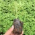 醉蝶花,精品醉蝶花,基地直发,大量供应100万盆