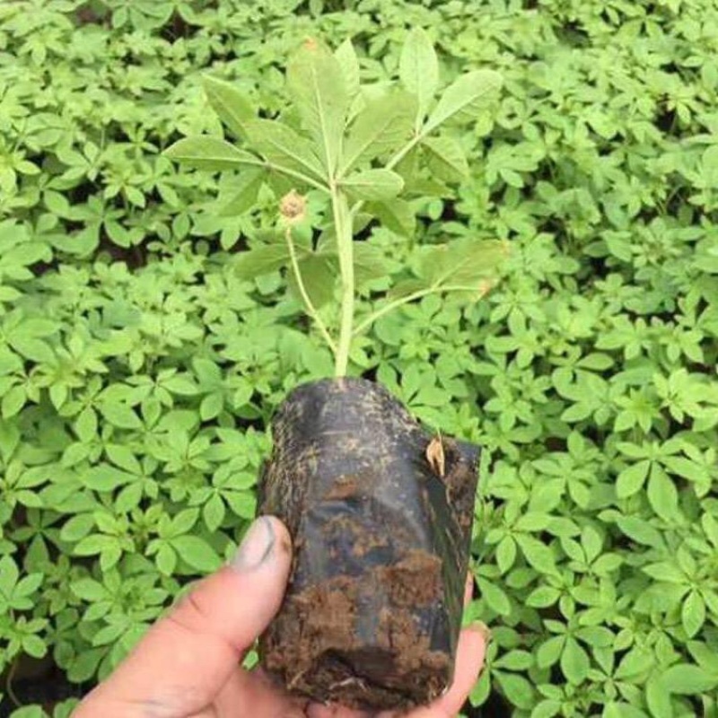 醉蝶花，精品醉蝶花，基地直发，大量供应100万盆