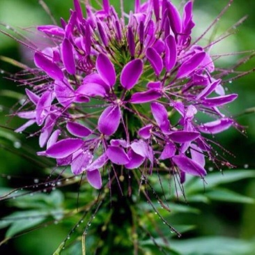 醉蝶花,精品醉蝶花,基地直发,大量供应100万盆