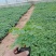 醉蝶花,精品醉蝶花,基地直发,大量供应100万盆