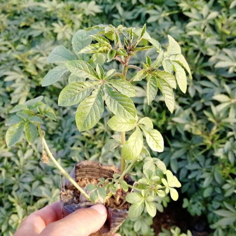 醉蝶花，精品醉蝶花，基地直发，大量供应100万盆
