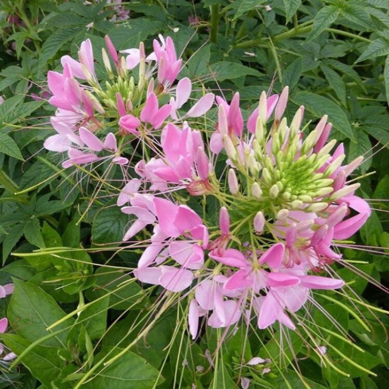 醉蝶花，精品醉蝶花，基地直发，大量供应100万盆