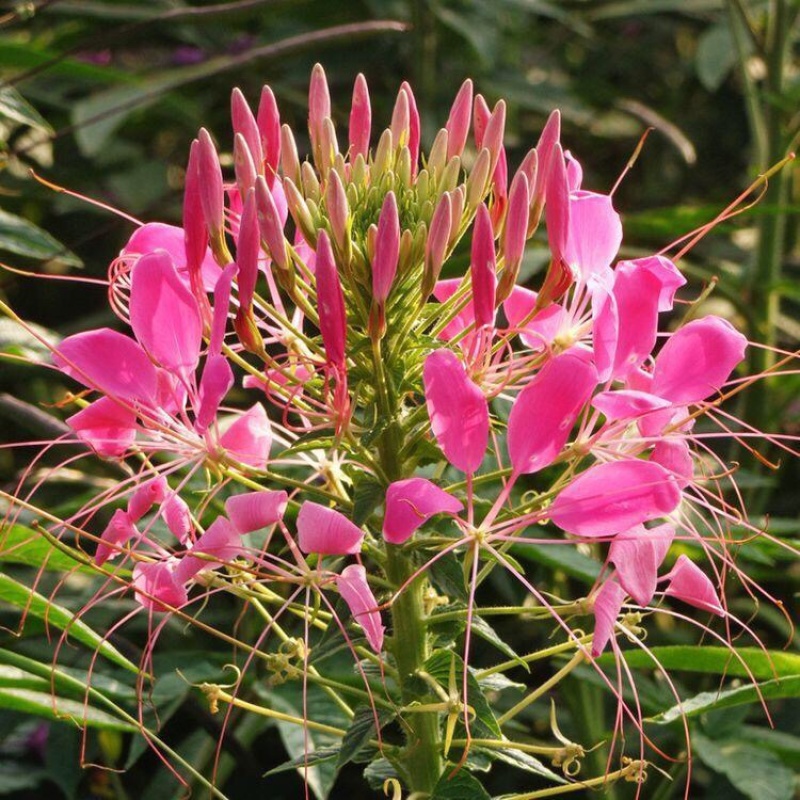 醉蝶花，精品醉蝶花，基地直发，大量供应100万盆