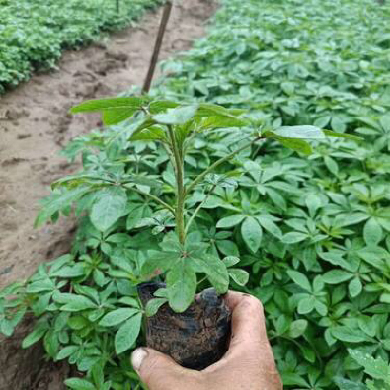 醉蝶花，精品醉蝶花，基地直发，大量供应100万盆