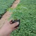 醉蝶花,精品醉蝶花,基地直发,大量供应100万盆
