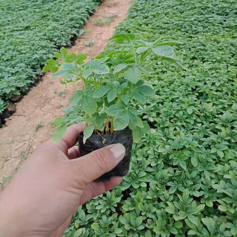 醉蝶花，精品醉蝶花，基地直发，大量供应100万盆