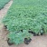 醉蝶花,精品醉蝶花,基地直发,大量供应100万盆