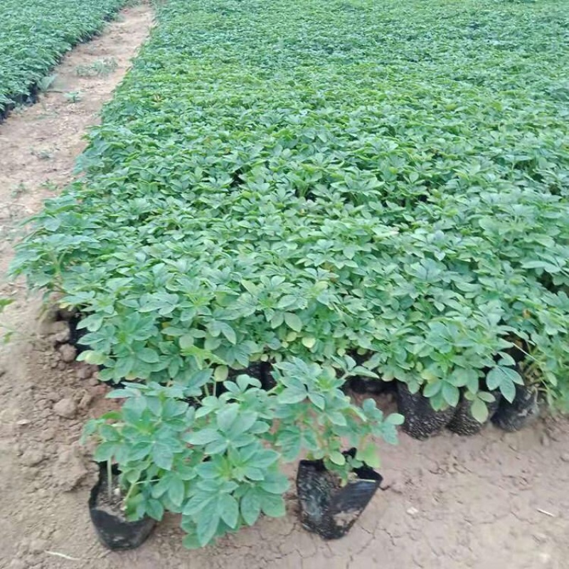 醉蝶花，精品醉蝶花，基地直发，大量供应100万盆